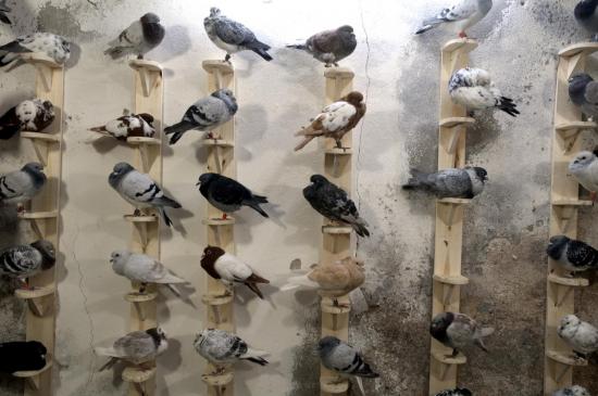 Elevage des pigeons de concours - Sanliurfa